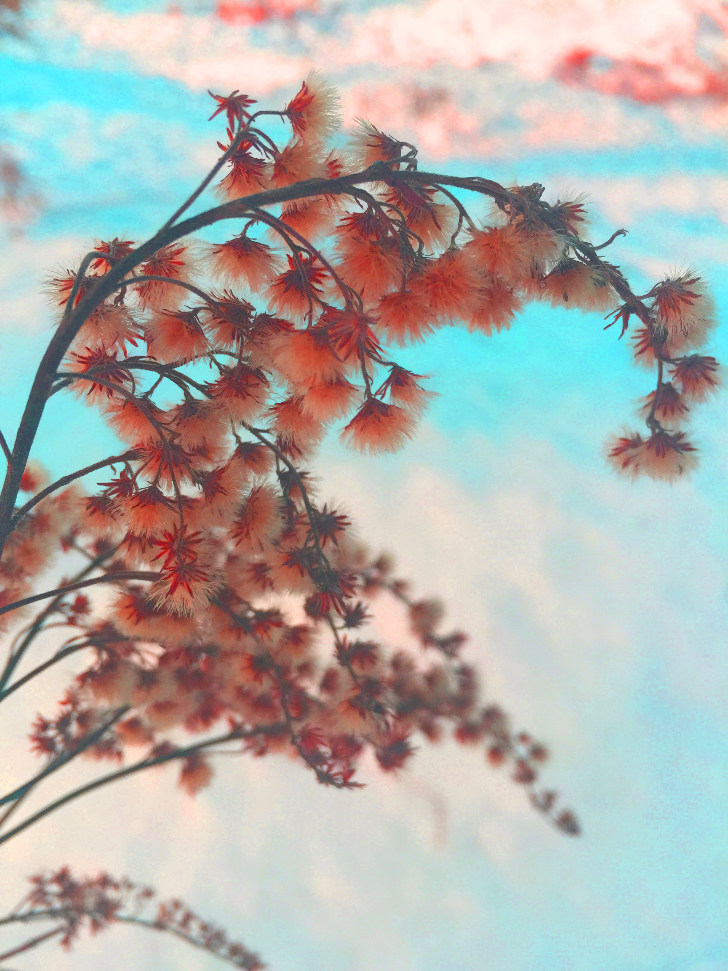 Photoshop Image Manipulation